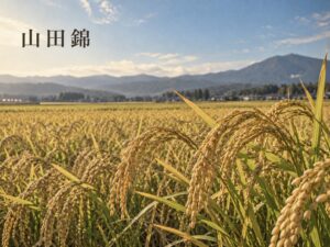 山田錦の稲穂が実る田んぼと山並み